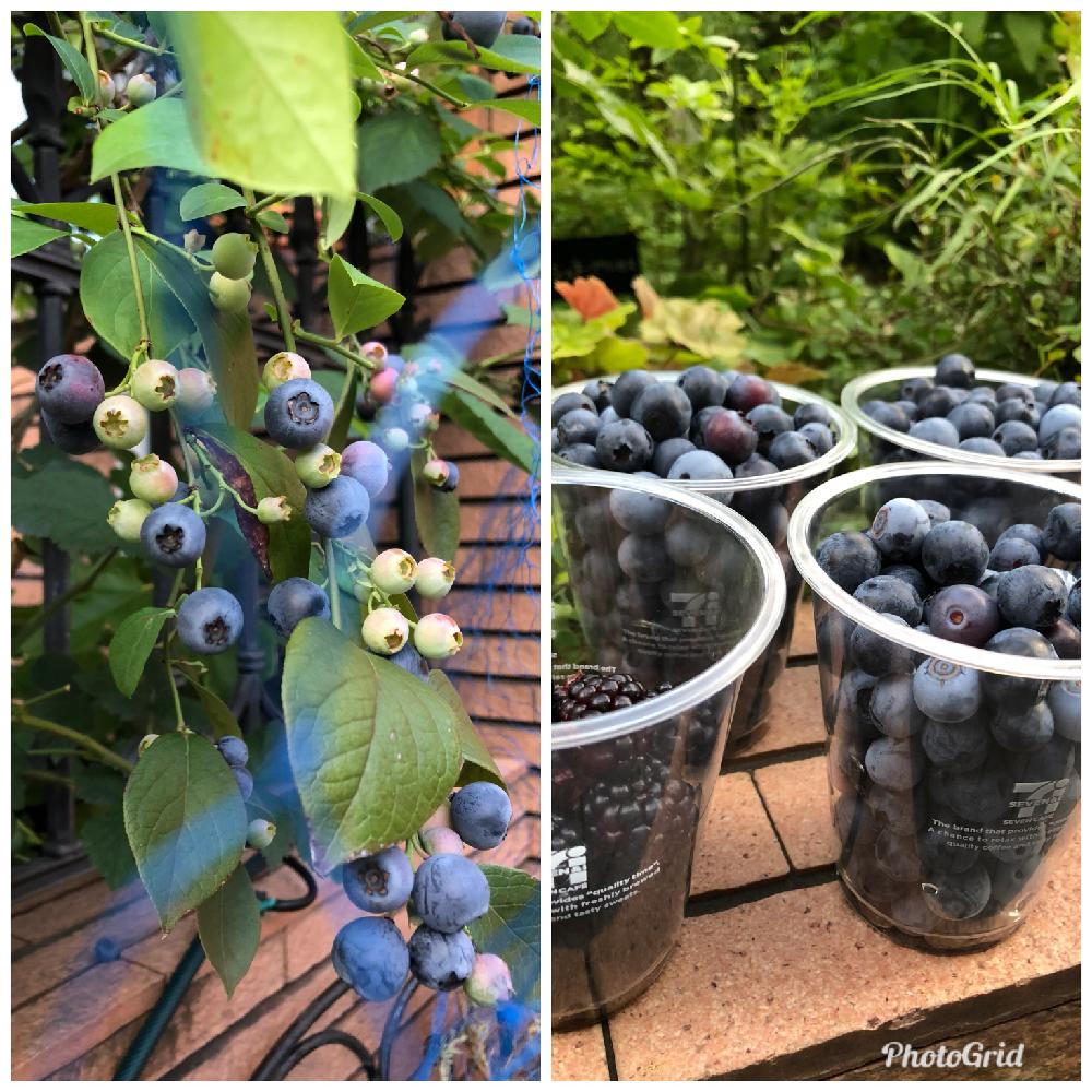 ブルーベリーの実の投稿画像 By Rikasgardenさん ブラックベリーとブルーベリーの実と鉢植えと収穫と木の実と庭木 18月7月8日 Greensnap グリーンスナップ