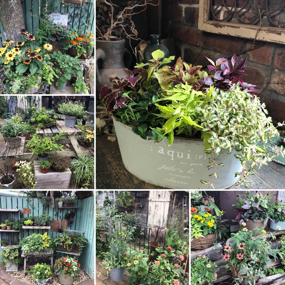 フローラ黒田園芸の投稿画像 By デジコタさん 季節の寄せ植えと可愛いと花のある暮らしと記録用とお出かけ先とフローラ黒田園芸と季節の寄せ植えと可愛いと花のある暮らしと記録用 18月7月9日 Greensnap グリーンスナップ Greensnap グリーンスナップ