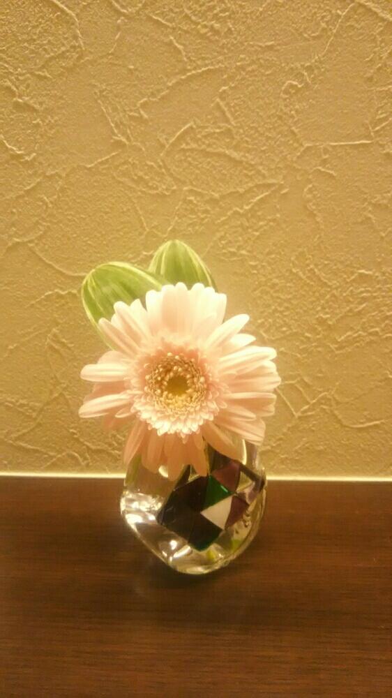 ガーベラの投稿画像 By かめりあうさぎさん ナルコユリと花のある空間と一輪挿しとお花が好きと残り花とガラスの花器とお花が好き とガラスの花瓶とガラスの器 18月7月9日 Greensnap グリーンスナップ