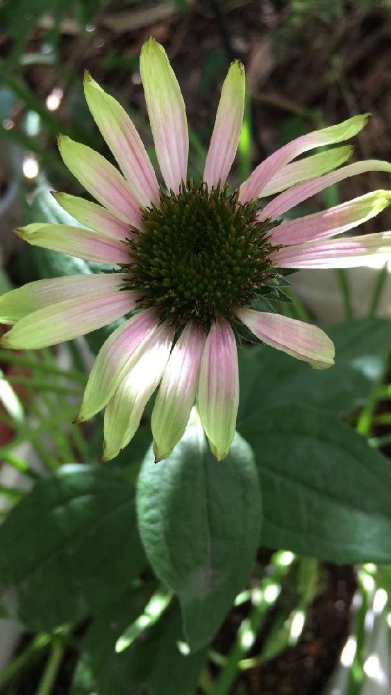 エキセアナの投稿画像 By 花が好きさん エキナセアといつも笑顔で と好きな色と きれいに咲いた コンテストとありがとう と花 のある世界 といい感じ とガーデニングと花のある暮らしと花が好きです と癒される と可愛いね 18月7月9日