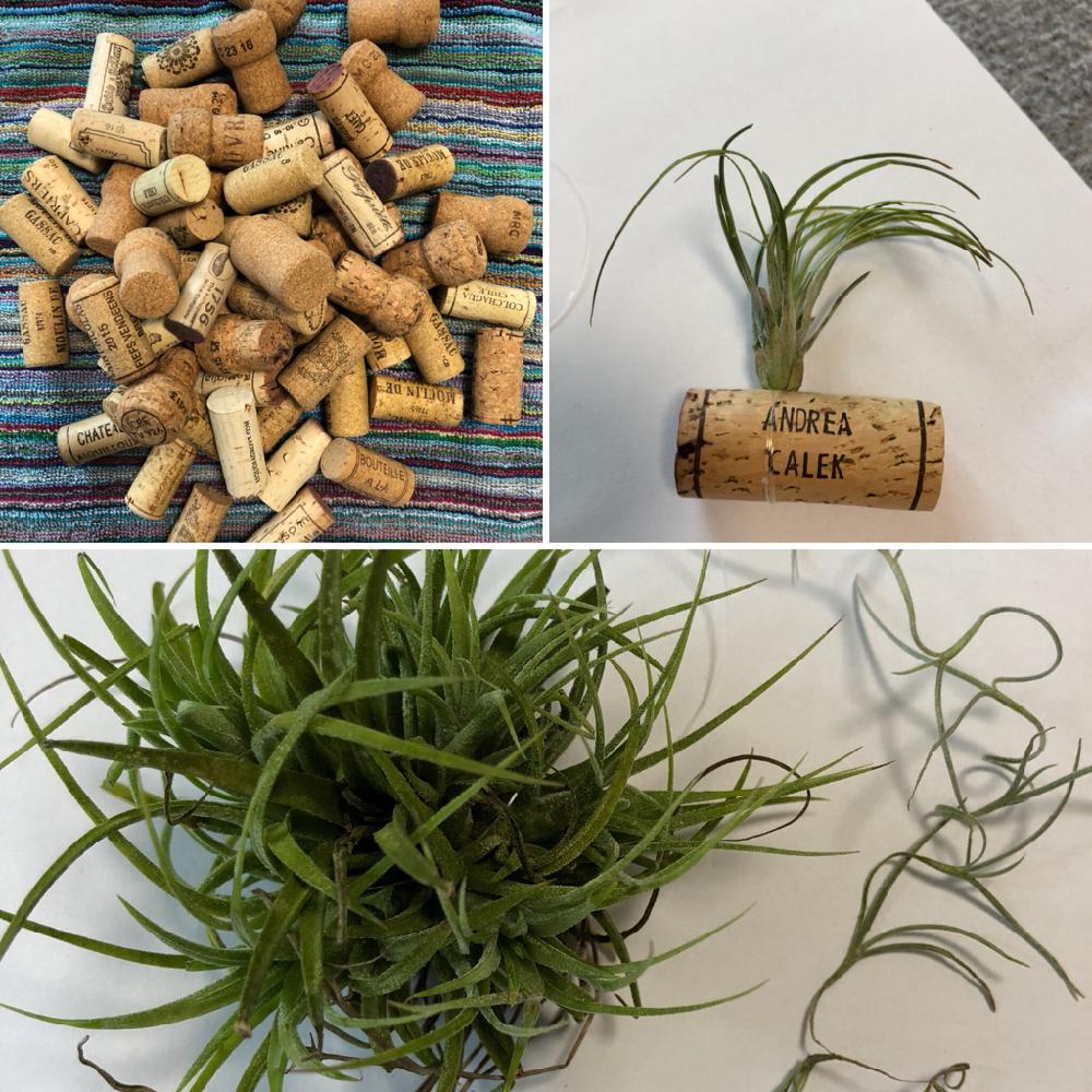 植中毒の投稿画像 By 蘭丸さん むつ市とエアープランツ チランジアとエアープランツコルク栓とインテリアと植中毒とむつ市とエアープランツ チランジアと エアープランツコルク栓 18月7月9日 Greensnap グリーンスナップ Greensnap グリーンスナップ