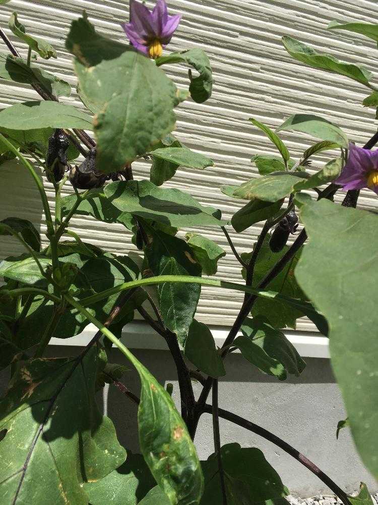 【組み合わせ自由♪】②珍しいなす・ピーマン・バジル・花の苗 すずなりピーマン2個～【野菜苗 実生苗9cmポット】｜ 【植物の