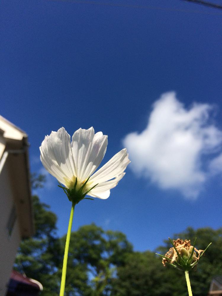 小さな庭の投稿画像 By Poohさん キュンキュン乙女倶楽部と真っ青な空と綺麗と花のある暮らしとかわいい とキュンキュン乙女倶楽部と真っ青な空と綺麗 と花のある暮らしとかわいい 18月7月9日 Greensnap グリーンスナップ Greensnap グリーンスナップ