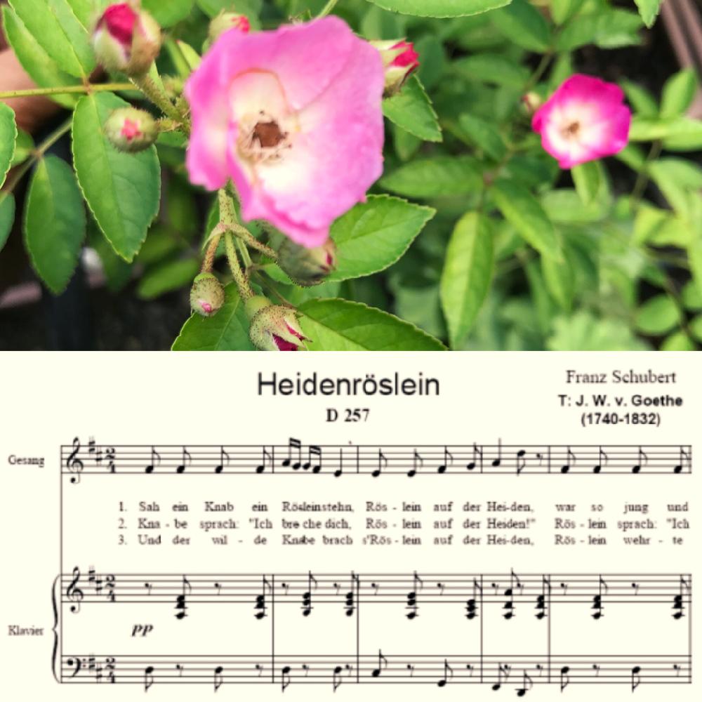 シューベルトの投稿画像 By Kaiさんさん Herbs Rosesと女性とバラは難しいと朝の巡回 徘徊 とバラ男子と自分の病気を先に治せ 18月7月9日 Greensnap グリーンスナップ