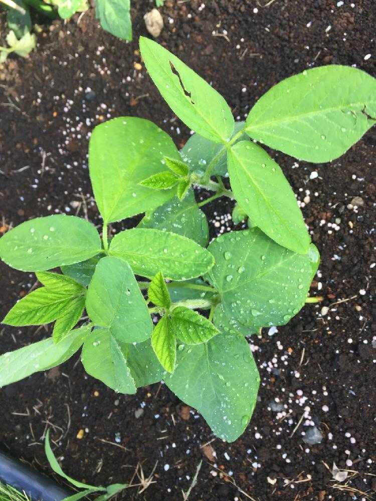 枝豆を種から育ててみるよ Greensnap グリーンスナップ