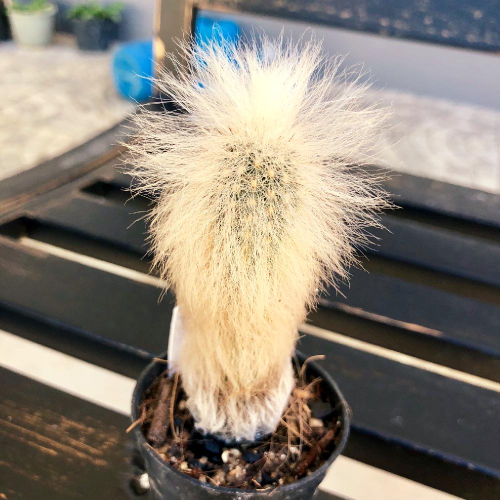 エスポストア老楽の投稿画像 By パトラーさん エスポストア ラーナータと老楽とサボテン科とエスポストア属と白い毛のおじいさんサボテン とエスボストア属老楽とボサボサとふさふさと白い毛と雨よけと老楽 18月7月9日 Greensnap グリーンスナップ