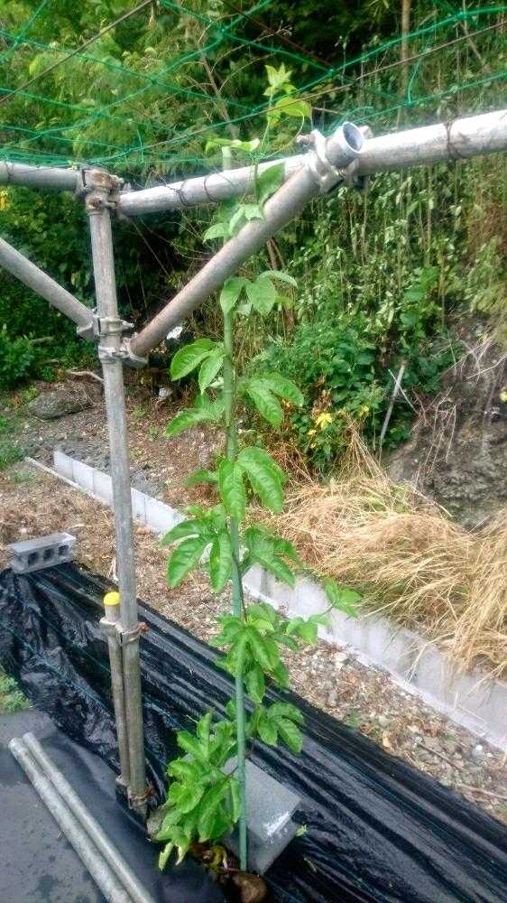 パッションフルーツの投稿画像 By 潜水さん 南国フルーツとくだものとパッションフルーツ とフラワーショップ江口 18月7月9日 Greensnap グリーンスナップ