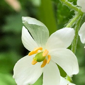 透明の花の投稿画像一覧 Greensnap グリーンスナップ