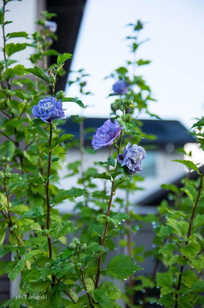 ムクゲ 紫玉の投稿画像 By Phixさん 花壇 植え込みと散歩 18月7月9日 Greensnap グリーンスナップ