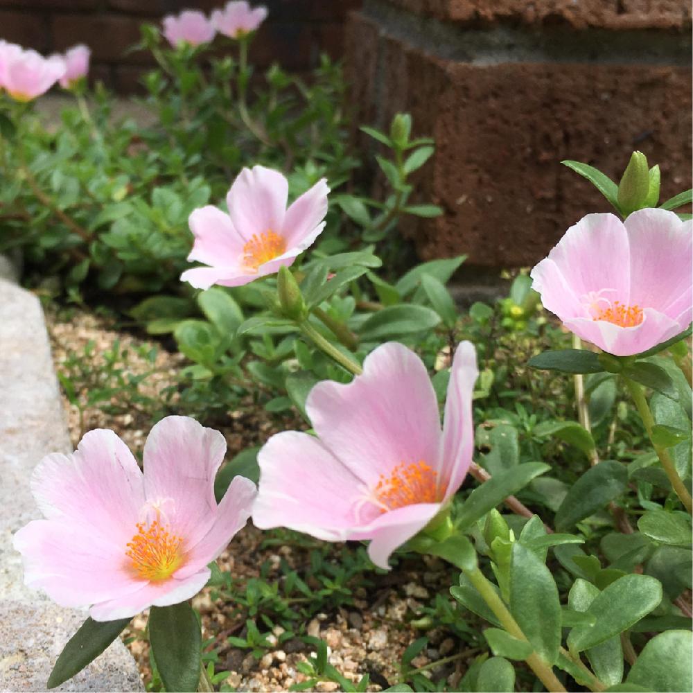 ポーチュラカの投稿画像 By りりこさん ピンクの花と きれいに咲いた コンテストとgs映えと薄いピンクとgs日和と優しい花色と花のある暮らしと久しぶりの晴れとポーチュラカ 18月7月9日 Greensnap グリーンスナップ
