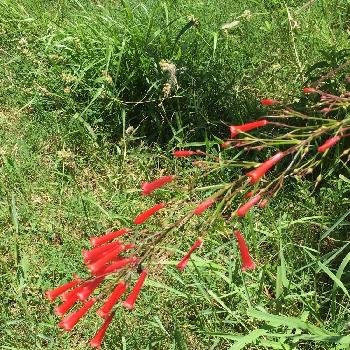 花丁子 ラッセリア の投稿画像一覧 Greensnap グリーンスナップ