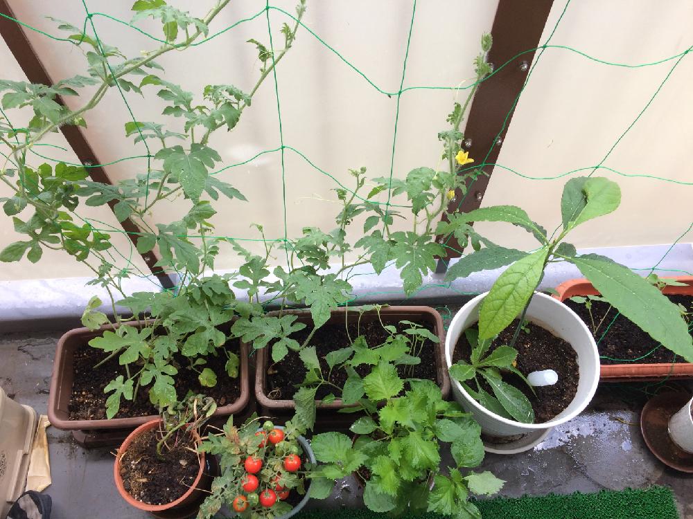 種からアボカド栽培 Greensnap グリーンスナップ