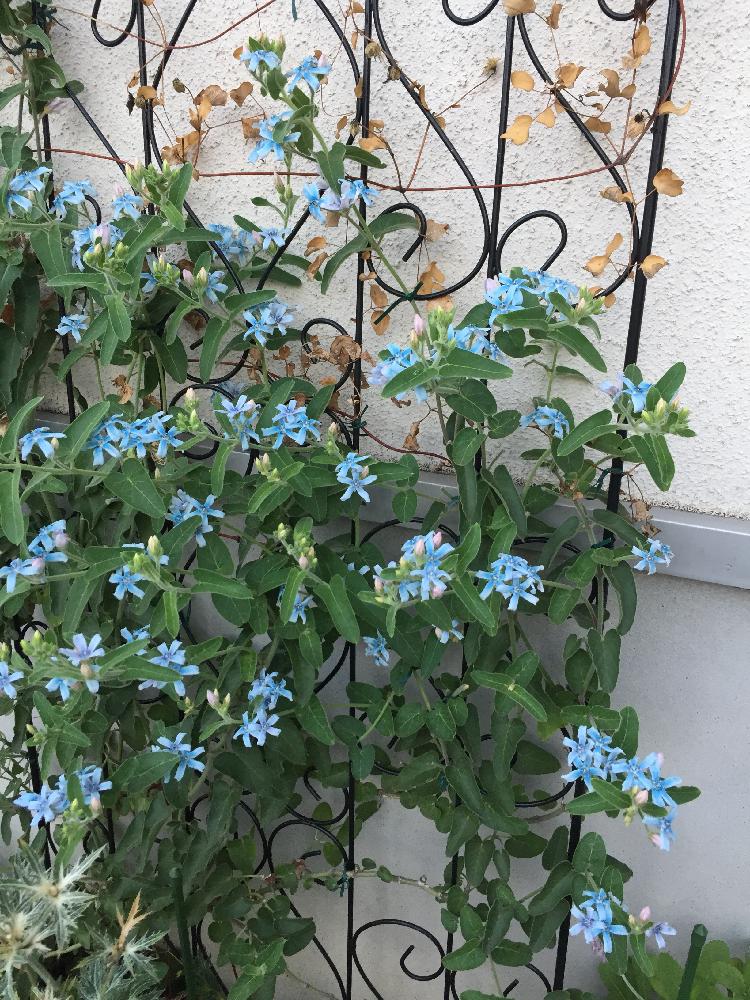 綺麗なオキシペタラム ブルー スター 最高の花の画像