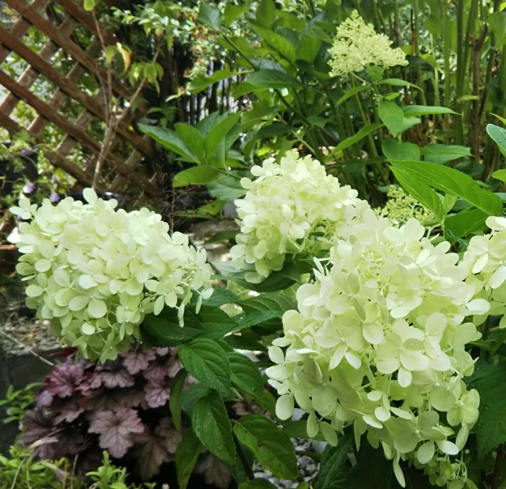 紫陽花 アジサイ あじさいの投稿画像 By Fleur さん アジサイ ノリウツギとノリウツギ ミナヅキとピラミッドアジサイ 18月7月10日 Greensnap グリーンスナップ