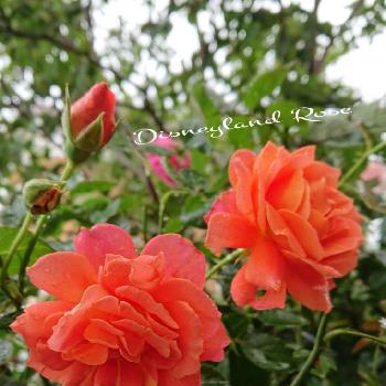 ディズニーランド ローズの画像 by ＹＵＭＩＫＯさん | 小さな庭とスマホ撮影と薔薇愛同盟と2018  Yumiko's garden薔薇と花が好き❤と薔薇に魅せられてと植中毒と薔薇が好き❤と鉢植えと二番花と花のある暮らしとディズニーランド ローズ
