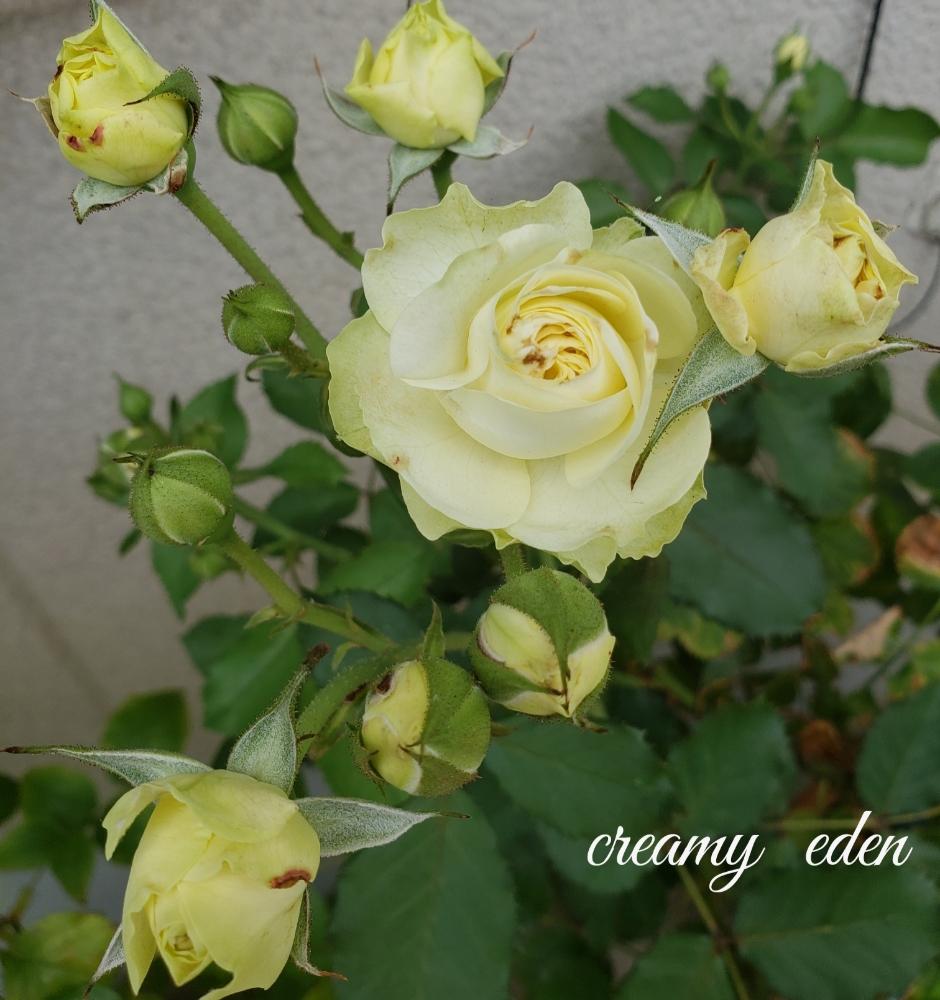 バラ クリーミーエデンの投稿画像 By Hanamizukiさん 二番花と薔薇 18月7月10日 Greensnap グリーンスナップ