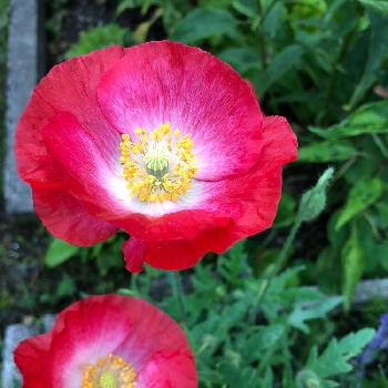 一番好きな花の画像 by ゆずママさん | 広い庭とポピーと ポピーと赤い花とかわいいと色あざやかと一番好きな花