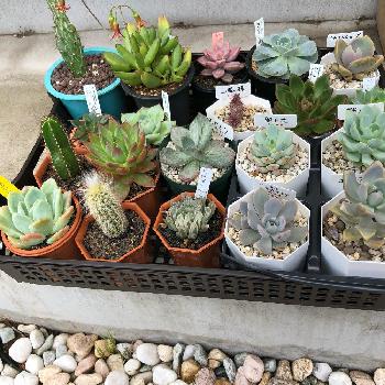 サボテンと多肉植物即売会の投稿画像一覧 Greensnap グリーンスナップ