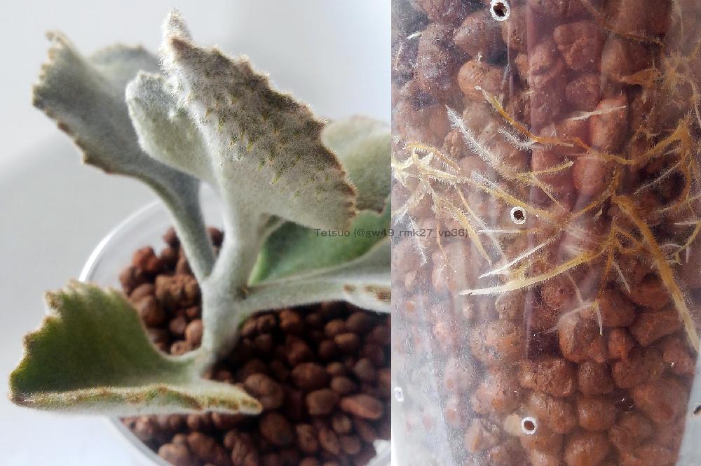 ファングの投稿画像 By Tetsuoさん ベハレンシス ファングとカランコエ ベハレンシス 仙女の舞と多肉植物と実験中とハイドロカルチャーとハイドロボールとgs映えとgs日和と今日の一枚とカランコエ属とベンケイソウ科 18月7月10日 Greensnap グリーンスナップ