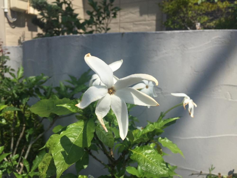 クチナシの仲間の投稿画像 By もす子さん ガーデニアアフリカ と南国植物とマイコレクションといい香りとガーデニングと花のある暮らし 18月7月10日 Greensnap グリーンスナップ