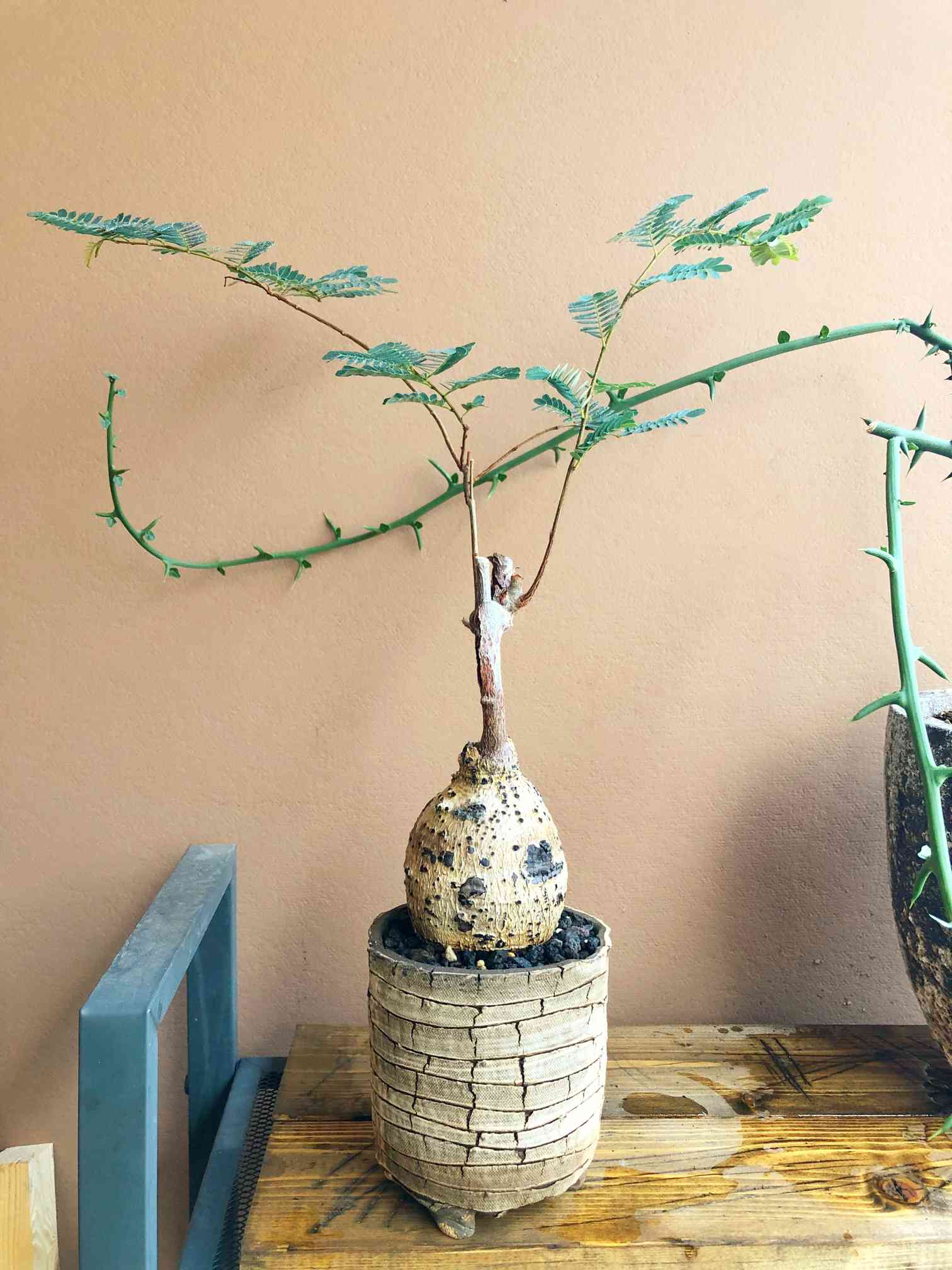 エレファントリザ エレファンティナ Elephantorrhiza elephantina