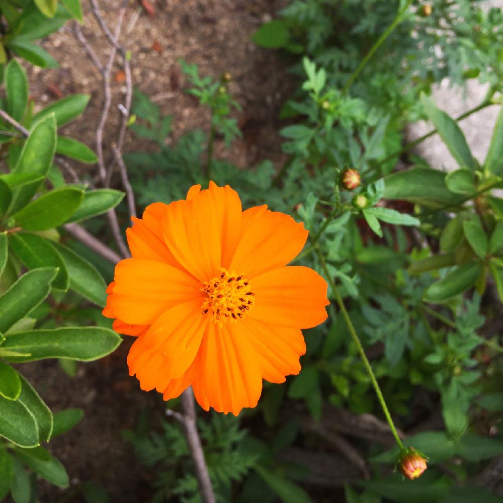 夏 オレンジ 色 の 花 雑草