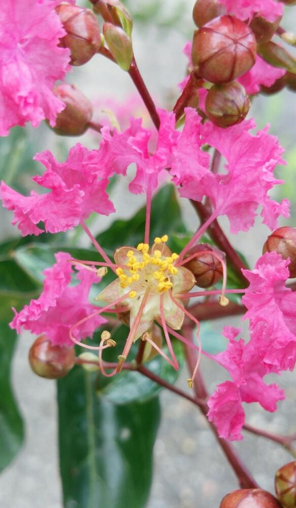 サルスベリの投稿画像 By ぺこりん さん ピンクの花とgs日和と街路樹の花と散歩と花のある暮らしと初めて 18月7月10日 Greensnap グリーンスナップ