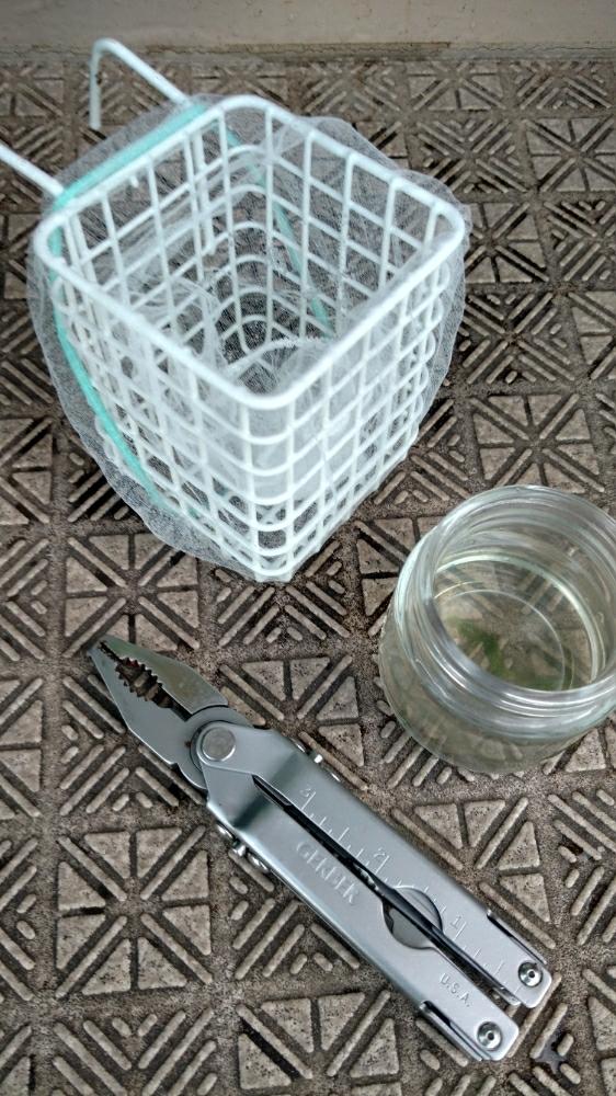 メダカの稚魚を発見したので隔離容器を作ってみた Greensnap グリーンスナップ