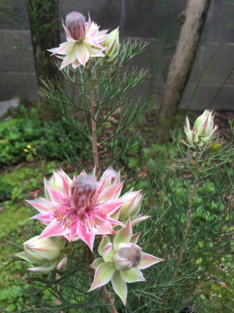 イックーさんの投稿画像 18月7月10日 Greensnap グリーンスナップ