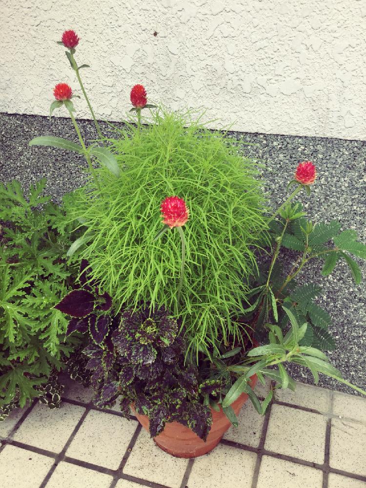 コリウスの投稿画像 By Kokoさん センニチコウストロベリーとコキア ホウキグサ とオジギソウと花のある暮らしと寄せ植えとイキイキと梅雨明け 18月7月10日 Greensnap グリーンスナップ