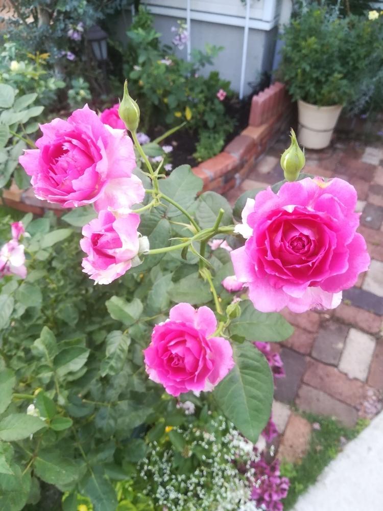 シェエラザードの投稿画像 By Puttinさん 鉢バラとばら バラ 薔薇とバラ シュラブローズと手作りの庭とバラの家とピンクのバラ とマイガーデンとガーデニングと花のある暮らしとロサオリエンティスとローズガーデンとロザリアン 18月7月11日 Greensnap