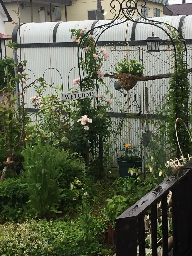 カフェ風の投稿画像 By Nakachanさん 寄せ植えと流木とガーデニングと花のある暮らしとジャンクガーデンと北海道 18月7月11日 Greensnap グリーンスナップ