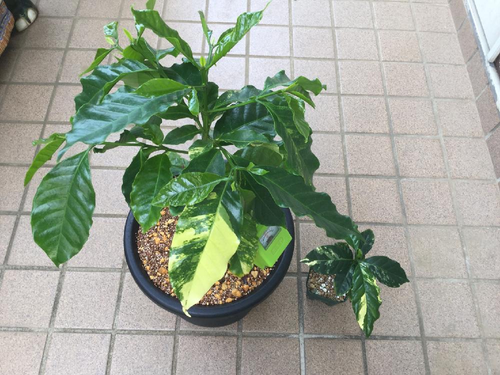 NO.0645 斑入り 実生 観葉植物 斑入りコーヒーの木 アラビカ種 ３ヶセット