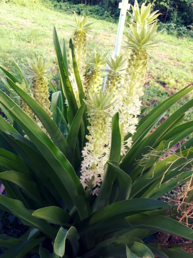 パイナップルリリー の投稿画像 By Shushさん 白い花と花のある暮らし 18月7月11日 Greensnap グリーンスナップ