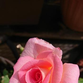 ティファニー薔薇の画像 by なぁさんさん | 小さな庭とGS映えと花のある暮らしとティファニー薔薇