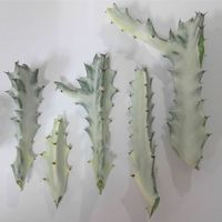 ホワイトゴースト,ユーフォルビア属,ユーフォルビア・ラクテア,ユーフォルビア ホワイトゴースト,多肉植物の画像