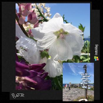 旅で出会った植物の画像 by ちゃんり⭐️さん | お出かけ先とジャコウアオイと花のある暮らしとお花に癒されて^ ^と利尻 礼文の花巡りと旅で出会った植物と旅の思い出アルバムと利尻島