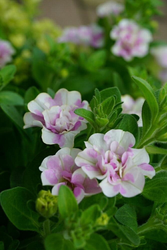 いちごミルク八重咲きペチュニアの投稿画像 By みんみんさん 八重咲きペチュニア と白とピンクのペチュニアと ღ ற かわゅ 18月7月11日 Greensnap グリーンスナップ