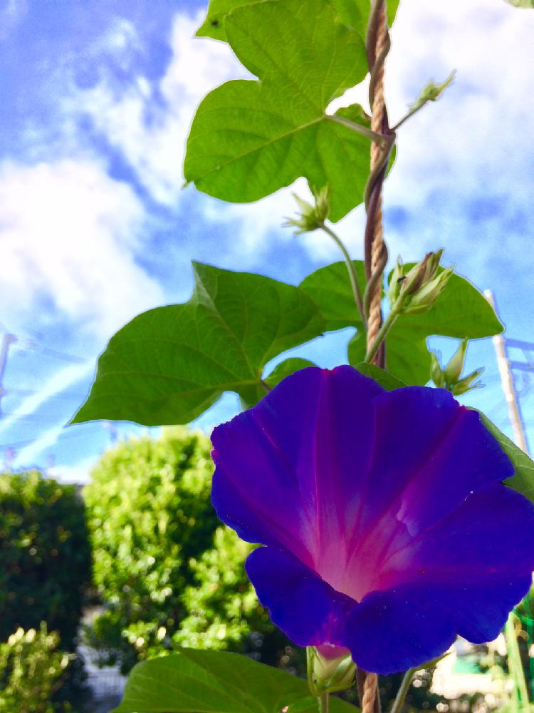 アサガオの投稿画像 By アキさん ケープタウンブルーと花のある暮らしと花の絶えない庭を目指し 18月7月11日 Greensnap グリーンスナップ