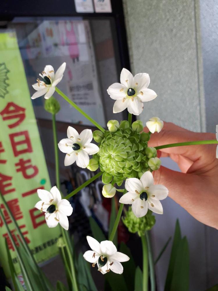 オーニソガラム ベツレヘムの星の投稿画像 By ラブ さん 18月7月11日 Greensnap グリーンスナップ Greensnap グリーンスナップ