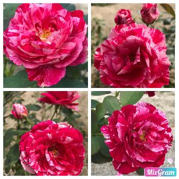 ただいま！の画像 by Angela350さん | 広い庭とセンチメンタルと花好き(^_^)vとおつかれさまとただいま！とお気に入りといやされる♡とありがとうとうれしーと大輪の花とはなやかと爽やかとつぼみがたくさんと笑顔がいちばんとばら 薔薇 バラと感激