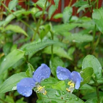 月草の画像 by choppyさん | 小さな庭とツユクサとDayflowerと青い花と月草と雨あがりとツユクサ科と自宅の庭
