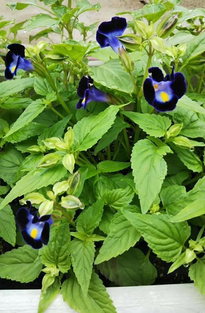 美しい花の画像 ロイヤリティフリー種 から 育て やすい 花