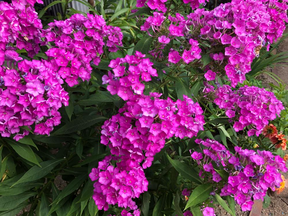 フロックスの投稿画像 By 和さん フロックス 花魁草 とフロックス属とピンクの花と植えっぱなしと実家の庭と咲いたと花のある暮らしとかわいいと庭の宿根草 18月7月12日 Greensnap グリーンスナップ