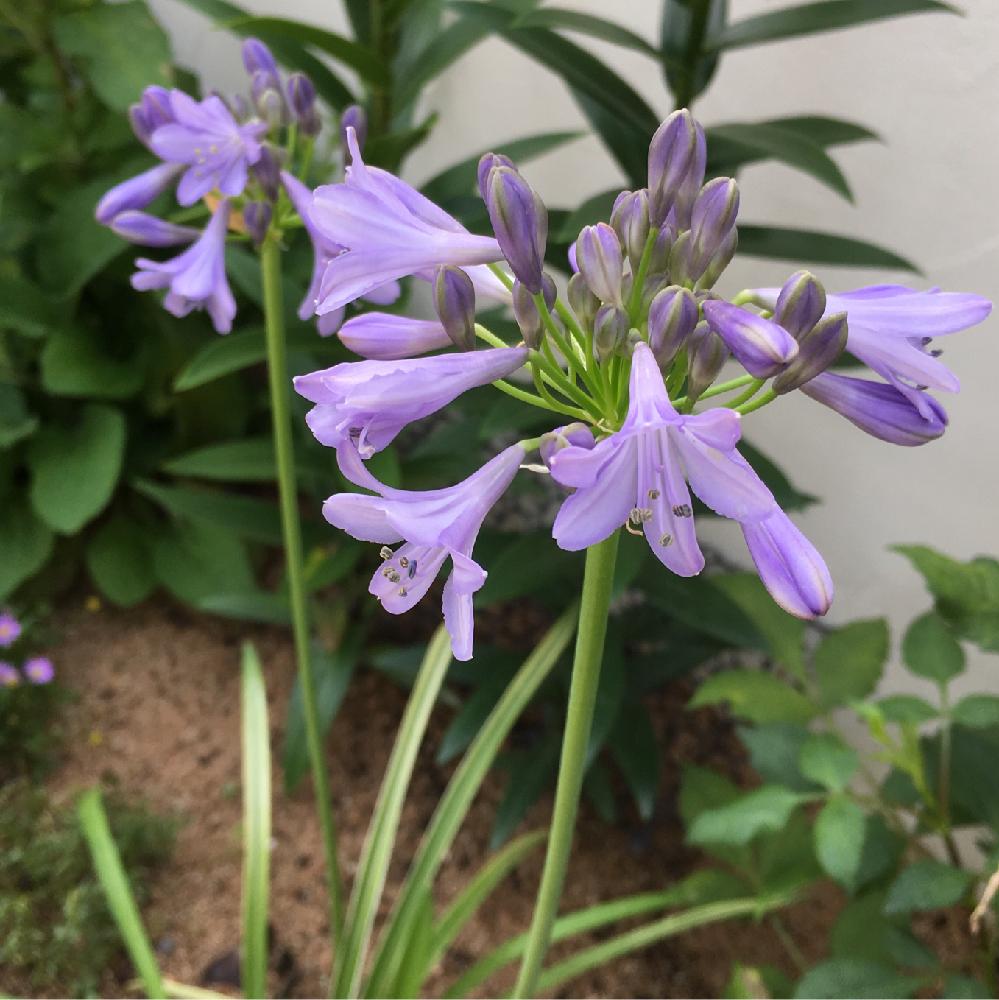 アガパンサスの投稿画像 By りりこさん アガパンサス シルバームーンと きれいに咲いた コンテストと青い花と朝日を浴びてと薄紫色とアガパンサス と アガパンサスシルバームーンと薄紫のお花と小さな庭と青い花マニアと きれいに咲いた コンテストと青い花と