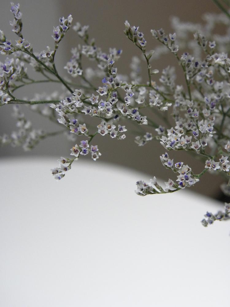 スターチスの投稿画像 By ヒデユキさん スターチス エバーライトとオフィスにてとオフィスにて 18月7月12日 Greensnap グリーンスナップ Greensnap グリーンスナップ