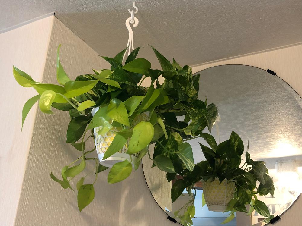 ポトスライムの投稿画像 By Akaneさん ポトスゴールデンとスマイルアレンジメントsummerとポトス 18月7月13日 Greensnap グリーンスナップ