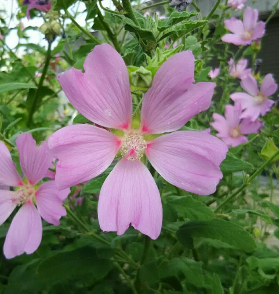 耐寒性宿根草の投稿画像 By あおぞらさん 花木とピンク色の花と花のある暮らしとかわいいな とさわやかと夏の花 18月7月13日 Greensnap グリーンスナップ