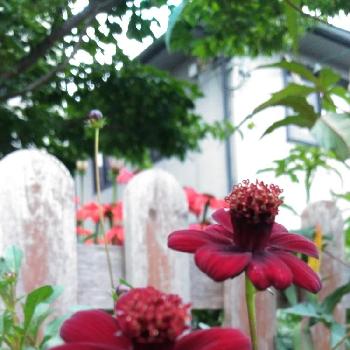 チョコモカの画像 by ゆりさん | チョコモカと花のある暮らしと*宿根草*