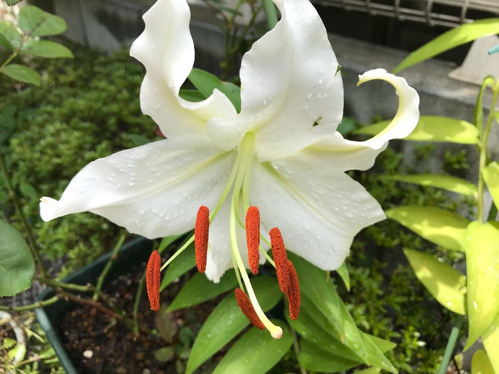 カサブランカの投稿画像 By Miさん オリエンタルリリーとユリ 18月7月13日 Greensnap グリーンスナップ